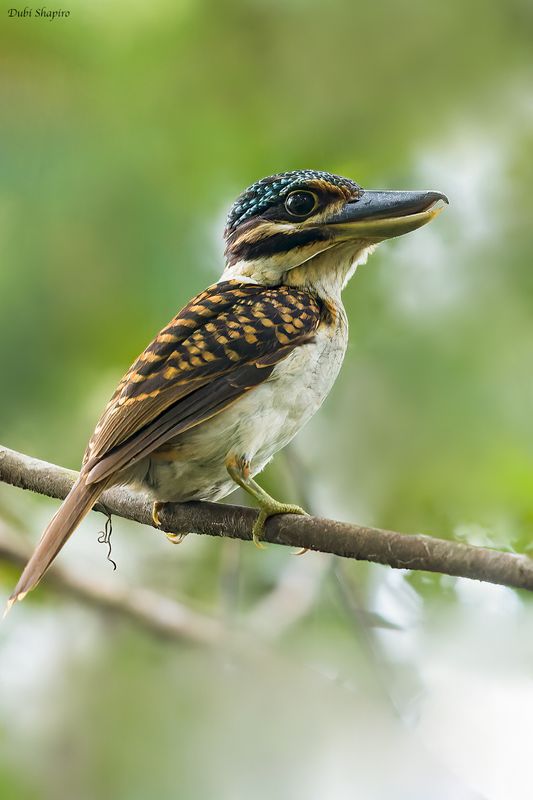 Hook-billed Kingfisher