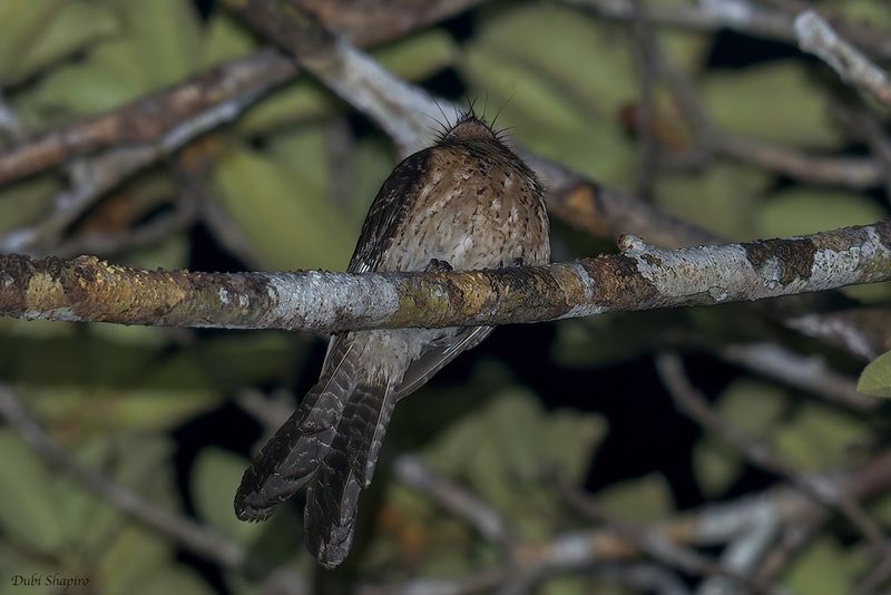 Wallace's Owlet Nightjar