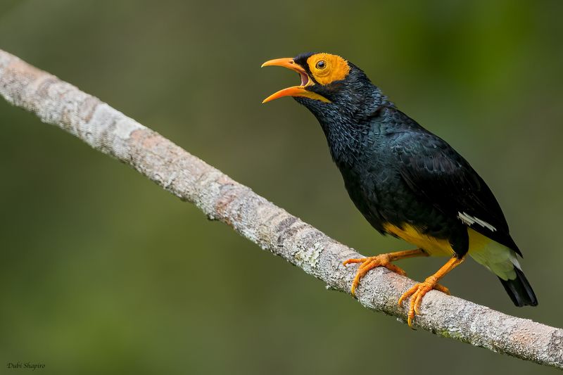 Yellow-faced Myna