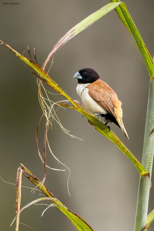 Hooded Munia