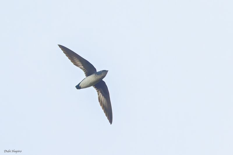 Papuan Spinetailed Swift