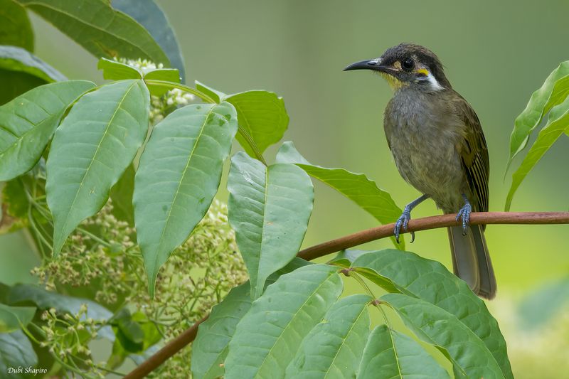 Obscure Honeyeater