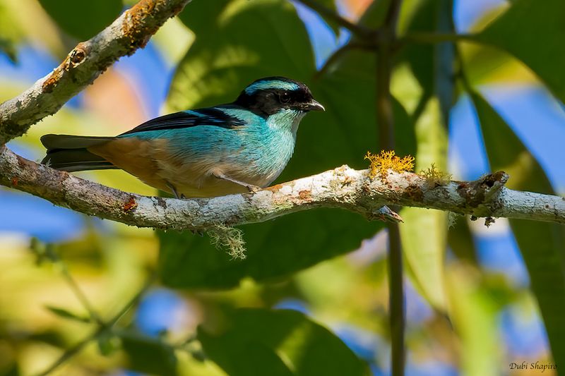 Blue-browed Tanager