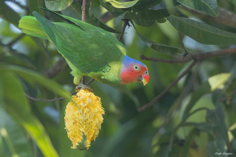 Red-cheeked Parrot