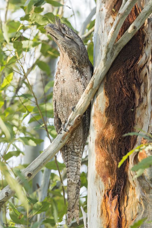 Papuan Frogmouth