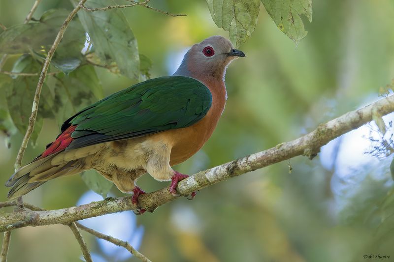 Purple-tailed Imperial-Pigeon