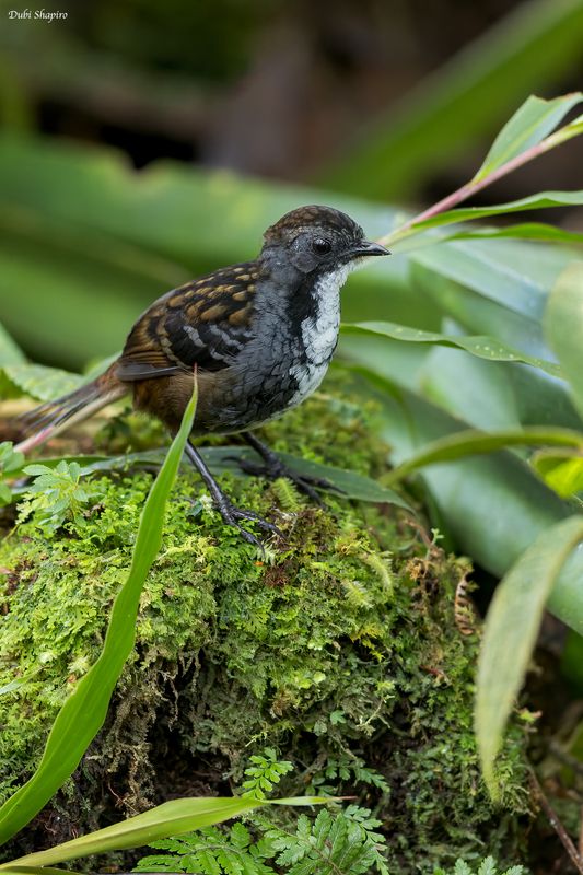 Papuan Logrunner 