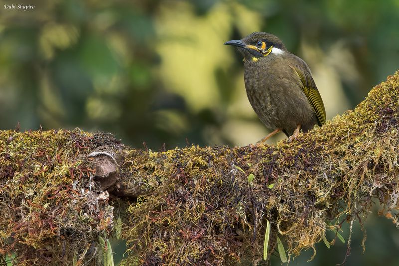 Black-throated Honeyeater 