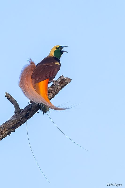 Lesser Bird-of-paradise 