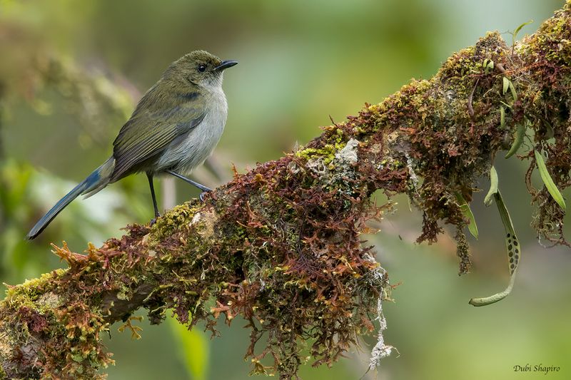 Fan-tailed Berrypecker