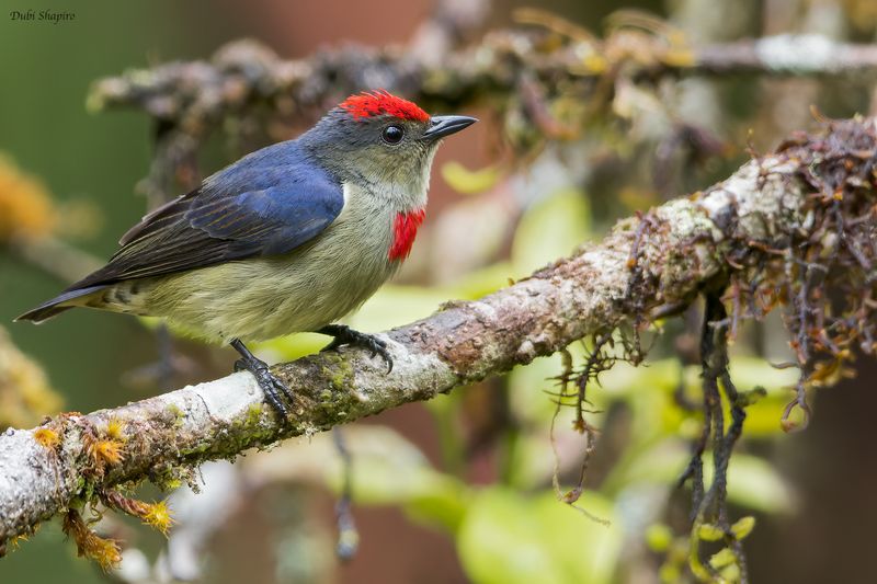 Red-capped Flowerpecker 