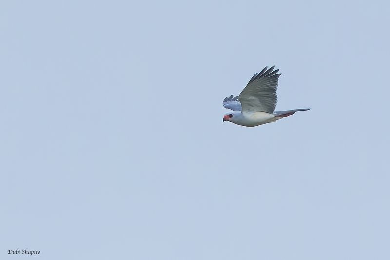 Gray-headed Goshawk