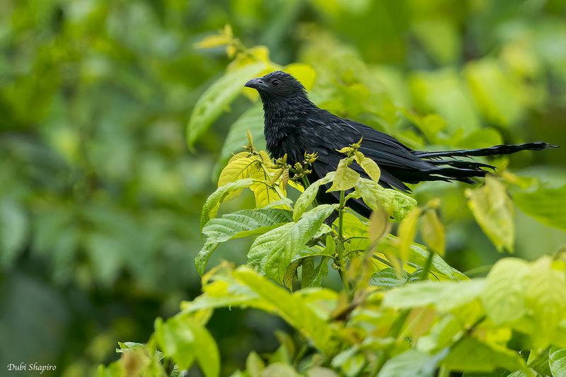 Lesser Black Coucal