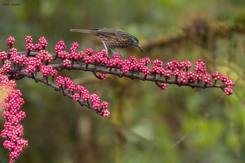 Grey-streaked Honeyeater 