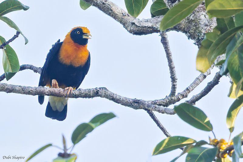 Golden Myna