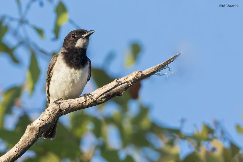 White-bellied Whistler