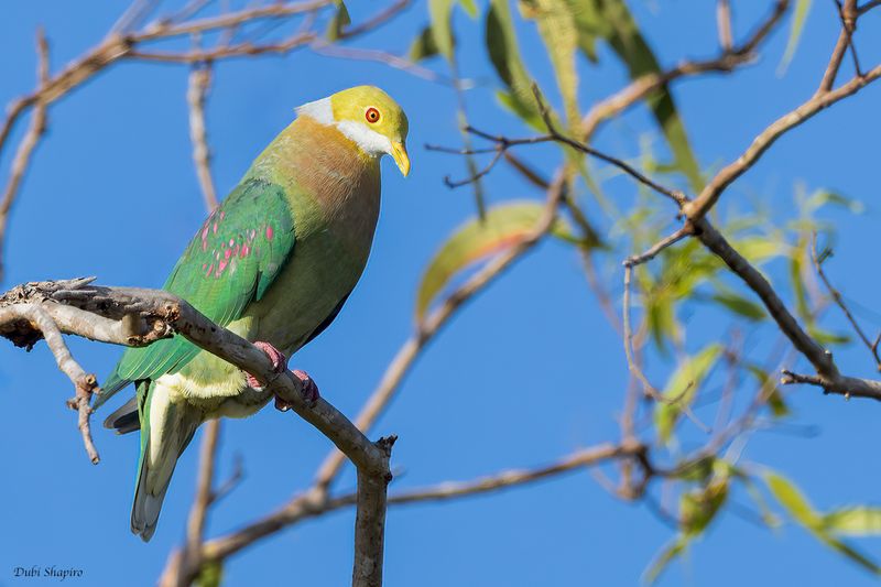 Pink-spotted Fruit Dove