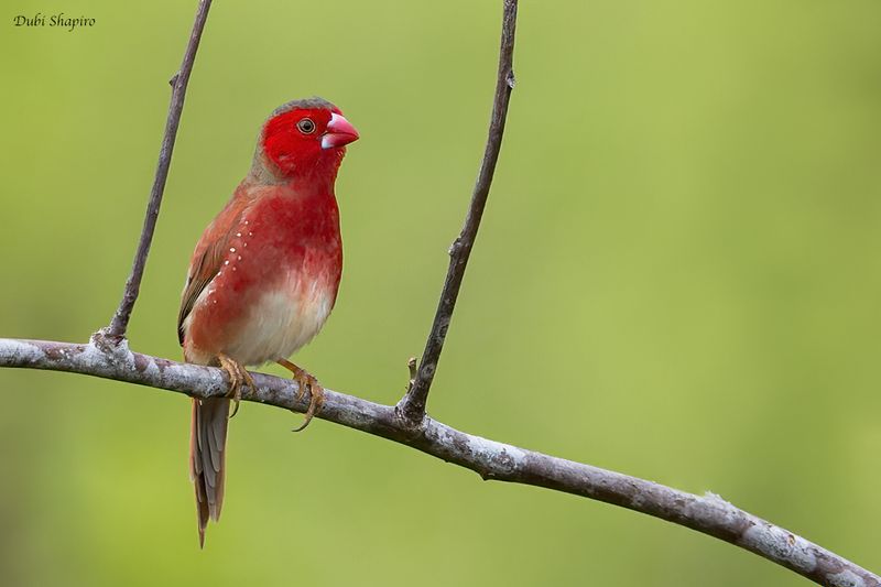 Crimson (White-bellied) Finch 