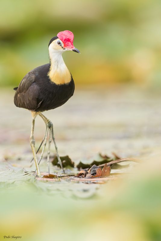 Comb-crested Jacana 