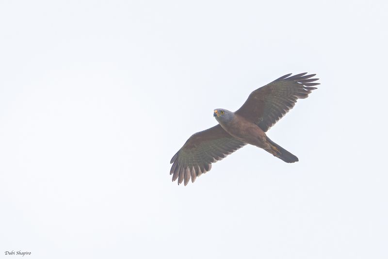 Brown Goshawk