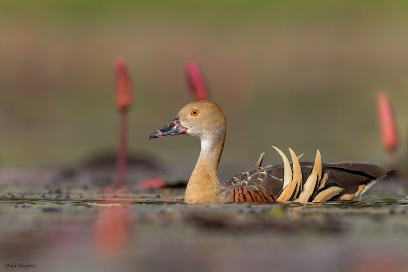 Plumed Whistling Duck 