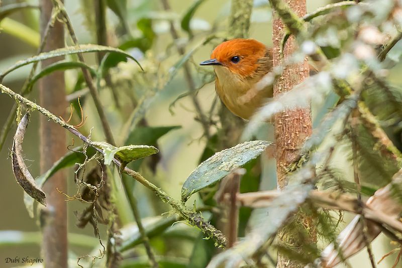 Orange-crowned Fairywren