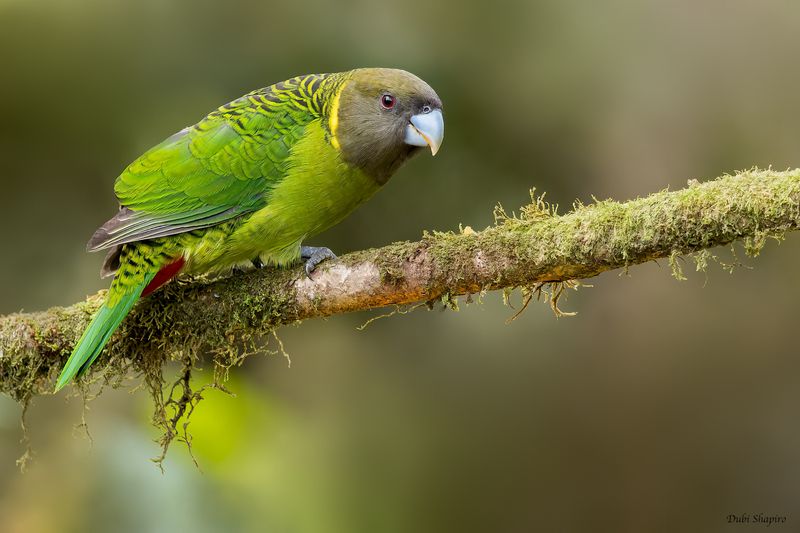 Brehm's Tiger-Parrot 