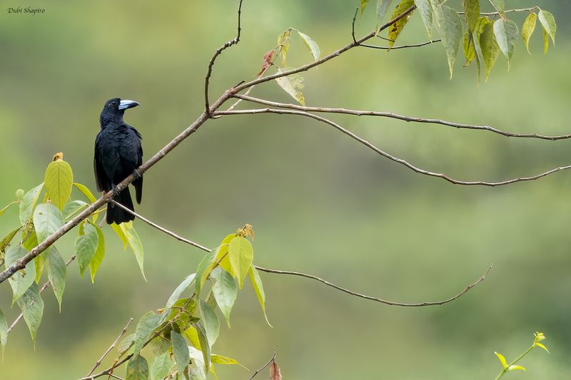 Black Butcherbird