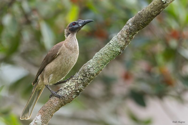 New Guinea Friarbird 
