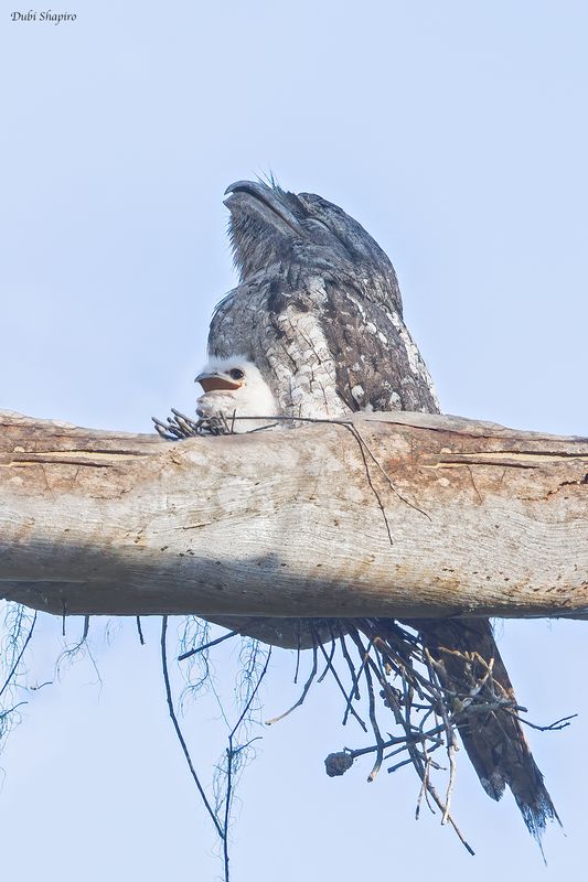 Papuan Frogmouth