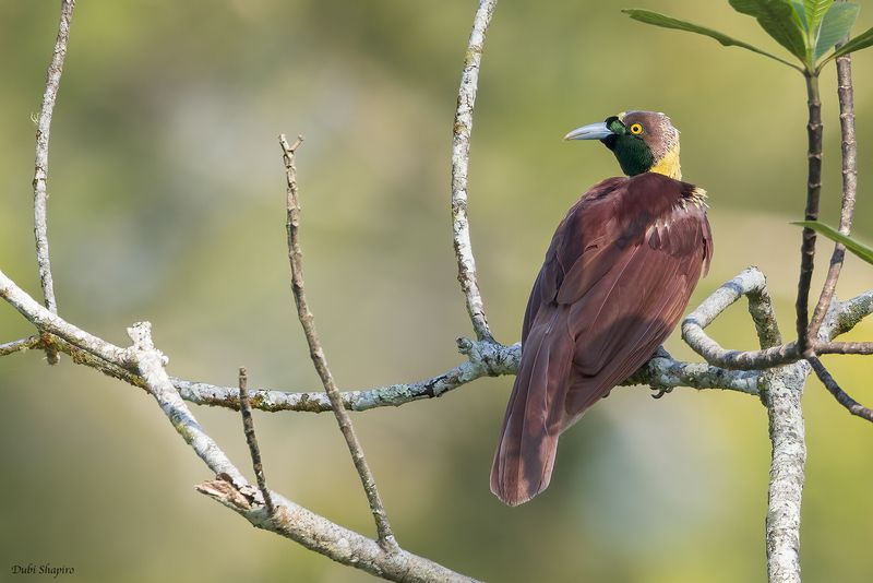 Raggiana Bird-of-paradise