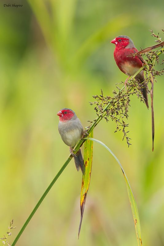 Crimson Finch (White-bellied) 
