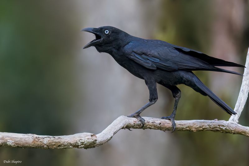 Torresian Crow