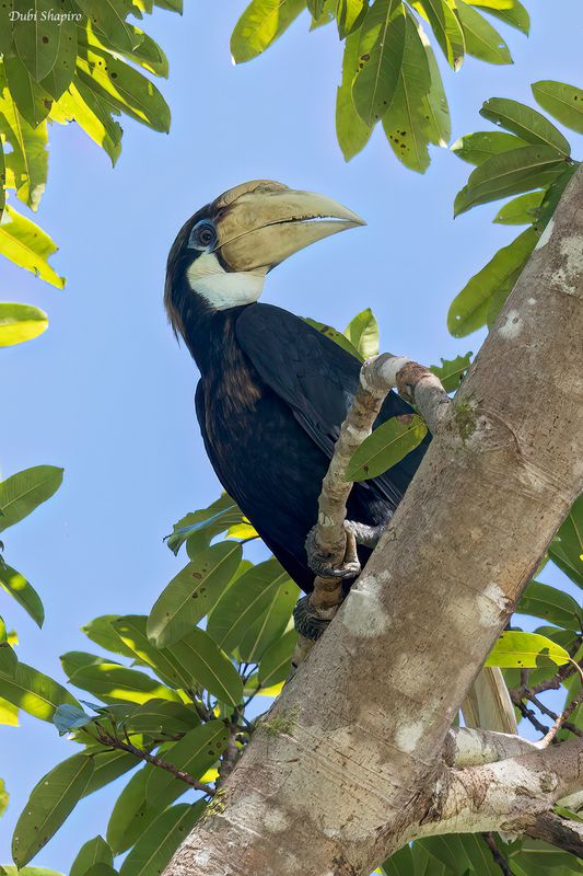 Papuan Hornbill