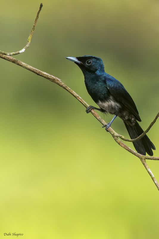 Shinning Flycatcher