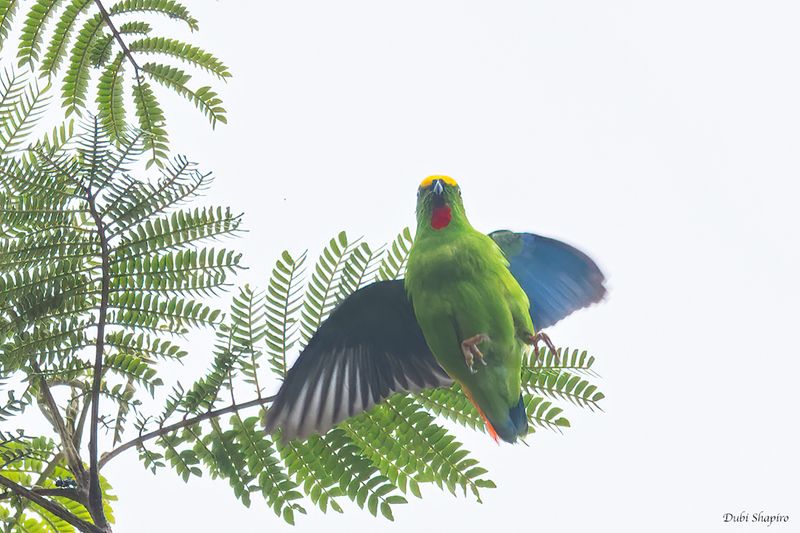 Papuan Hanging-Parrot