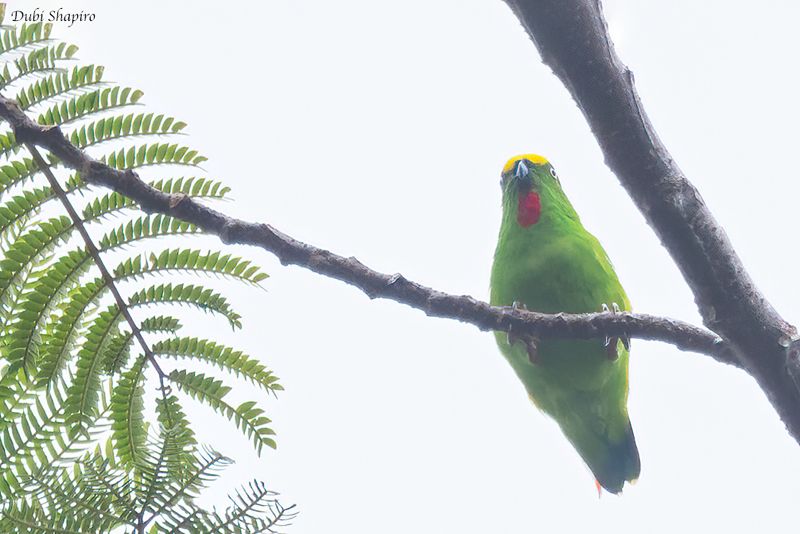 Papuan Hanging-Parrot 