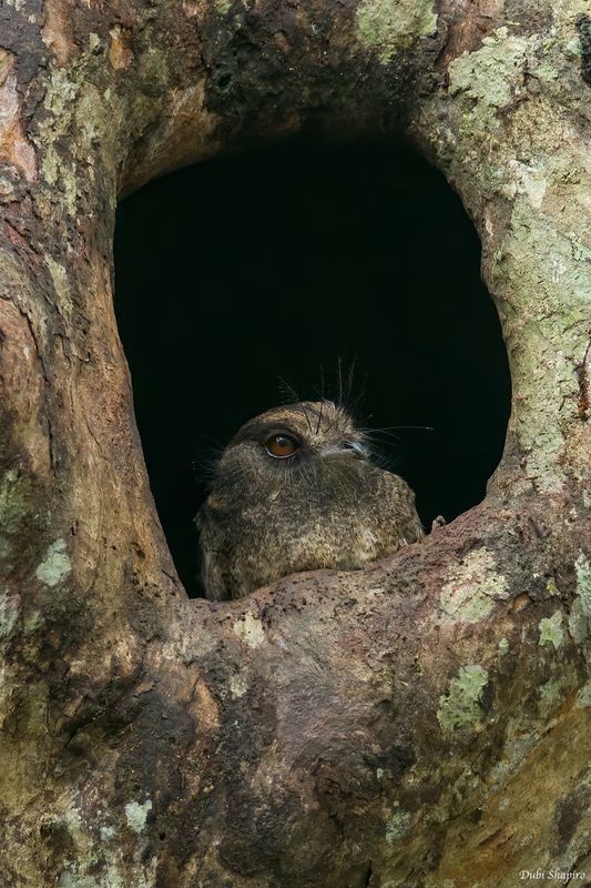 Barred Owlet Nightjar
