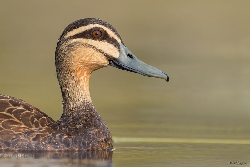 Pacific Black Duck 