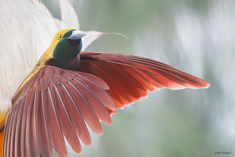 Lesser Bird-of-paradise 