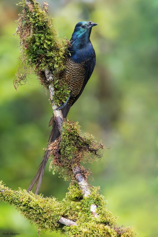 Ribbon-tailed Astrapia