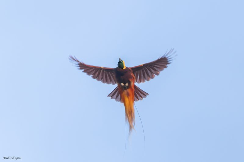 Lesser Bird-of-paradise 