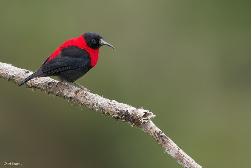 Red-collared Myzomela 