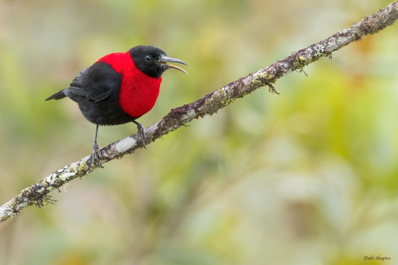 Red-collared Myzomela 