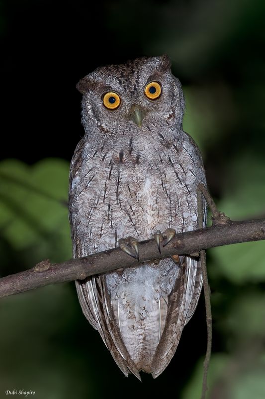 Pacific Screech-Owl
