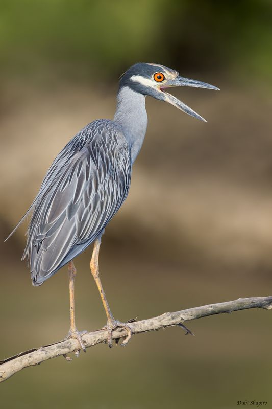 Yellow-crowned Night-Heron