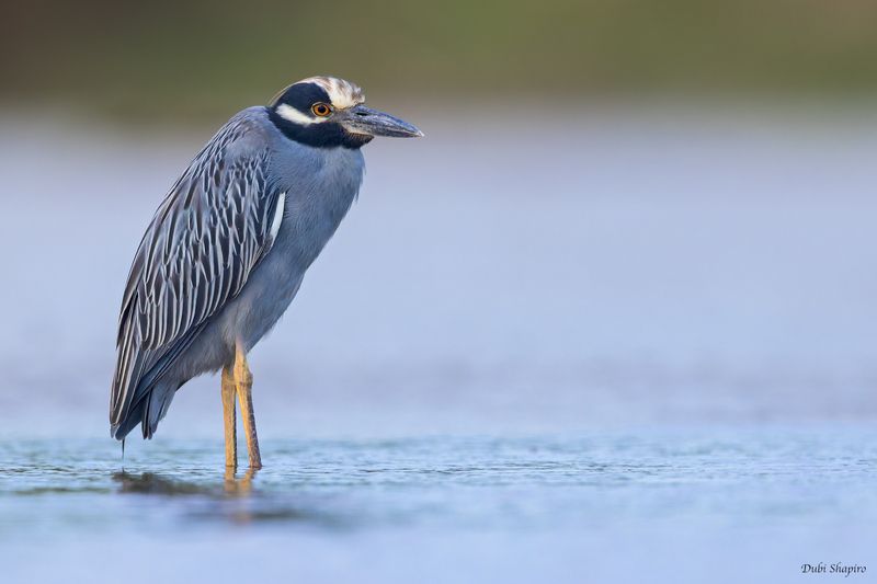 Yellow-crowned Night-Heron 