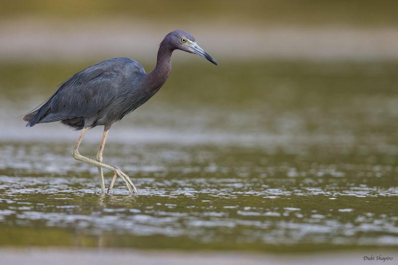 Little Blue Heron