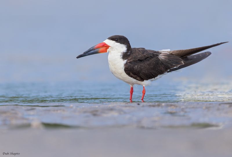 Black Skimmer