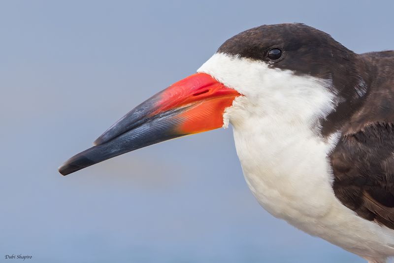 Black Skimmer 